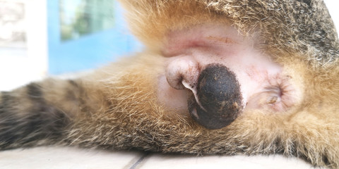 Male cat reproductive organs 2 days after surgery for sterilization