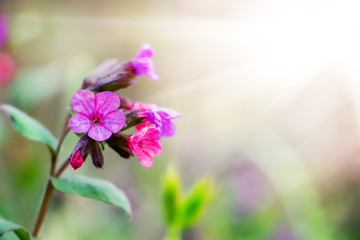 Pink pulmonaria (lungwort)  on blurred background in sunlight_