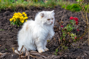 Naklejka na ściany i meble A white fluffy cat sits in a flowerbed in the autumn_