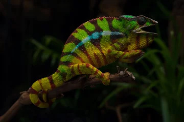Foto op Canvas Kleurrijke hagedis mooie panterkameleon © Dmitry