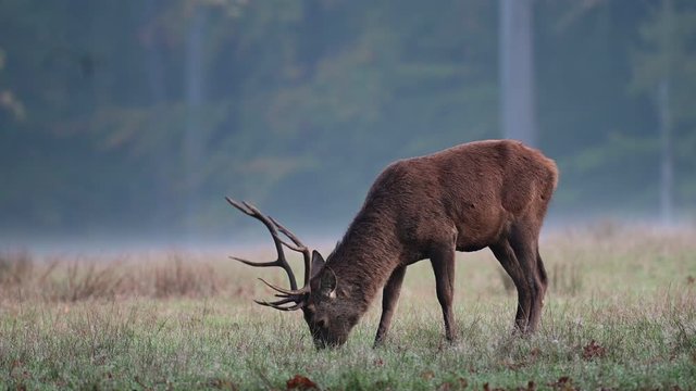 Red deer male search feed on the meadow, mating season, autumn, germany, (cervus elaphus)