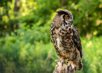 Raptor closeup with lush background