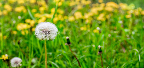 Yellow and white dandelions on green meadow_