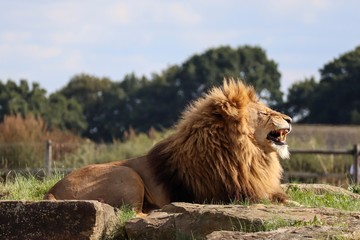 lion in zoo on a hill