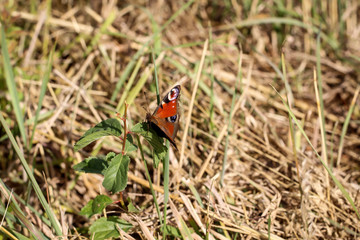 ein Tagpfauenauge versteckt zwischen Pflanzen auf einer Wiese