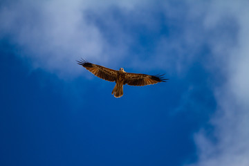  eagles flying the australian outback