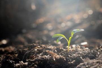 Growing plant,Young plant in the morning light on ground background, New life concept.Small plants on the ground in spring.fresh,seed,Photo fresh and Agriculture  concept idea.