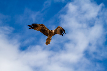 Fototapeta na wymiar eagles flying the australian outback