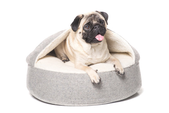 funny pug in a bed for dogs isolated on white. comfort for pet