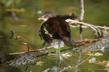 eine Teichralle, Teichhuhn, Rallenvogel versteckt sich unter einem Gestrüpp