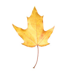 Beautiful leaf isolated on white. Autumn season