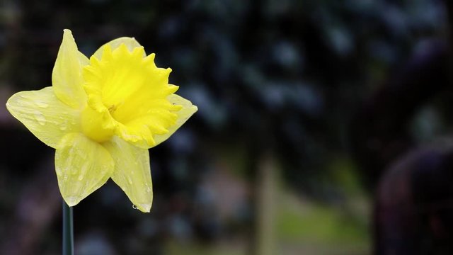 Single Daffodil, Isolated with water droplets on petals and dark background.