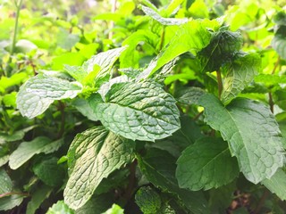 fresh mint leaves in the garden