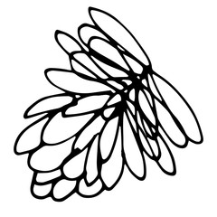 illustration of a pine cone isolated on white background