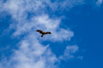  eagles flying the australian outback
