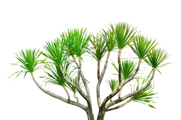 Dragon Tree, Dracaena Plant, Isolated on White Background with Clipping Path