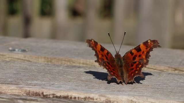 Comma Butterfly Opening Wings