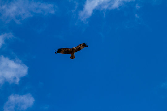  Eagles Flying The Australian Outback