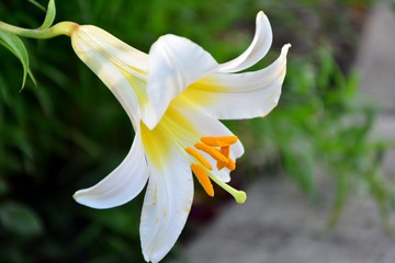 Delightful white lily in the garden macro