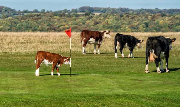A four ball leaves the 5th green on Minchinhampton Golf Course, The Cotswolds, Gloucestershire,England, United Kingdom