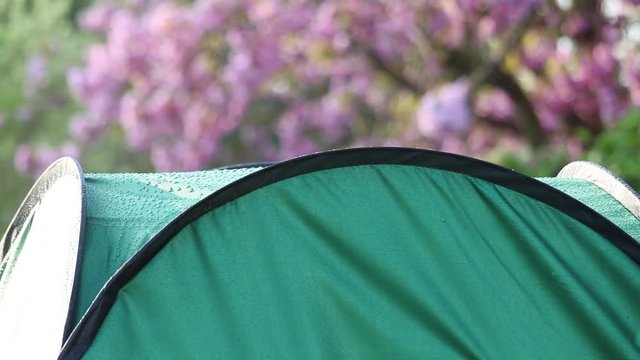 Steaming dew covered tent with blossom tree in background