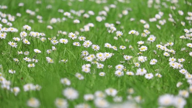 Daisies in green grass moving in the breeze