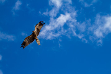  eagles flying the australian outback