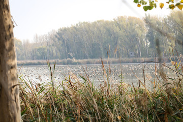 Wildgänse sammeln sich an einem großen Teich