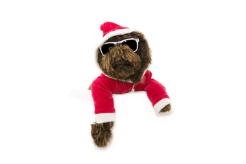 funny poodle dog celebrating christmas dressed as a santa claus. isolated on white background.