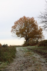 Feldweg in der Natur im Herbst