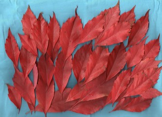 Blätter rot