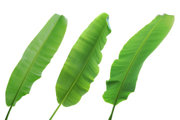 Fresh Banana Leaves Isolated on White Background with Clipping Path