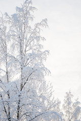Winter landscape with snow-covered birch trees 