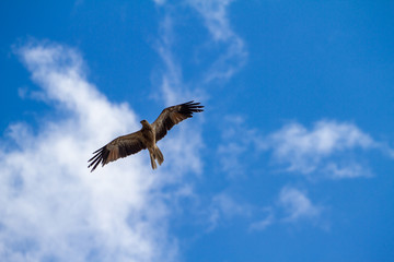  eagles flying the australian outback