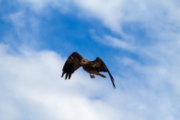  eagles flying the australian outback