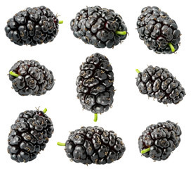 Isolated mulberries. Collection of nine mulberry of different shapes isolated on white background with clipping path