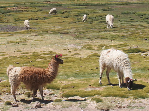 Llamas grazing in a natural meadow, Journey from San Pedro de Atacama in Chile to Uyuni in Bolivia