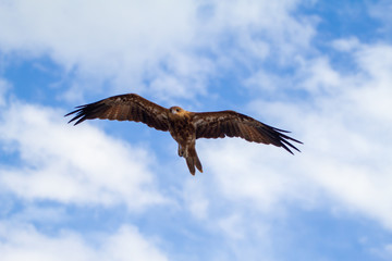  eagles flying the australian outback