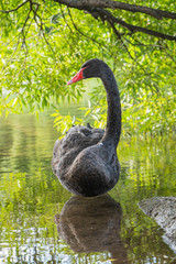 Obraz premium Black swan