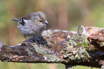 chaffinch