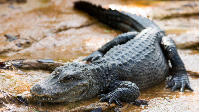 chinese alligator snoozing on a river bank