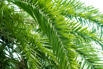 Obraz na płótnie Canvas tropical palm leaf background, coconut palm trees perspective view