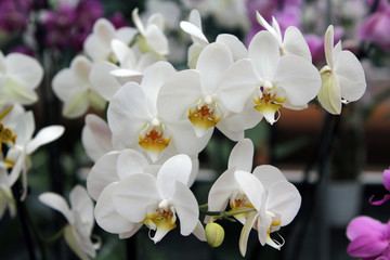 Naklejka na ściany i meble White flowers of orchids on a dark background