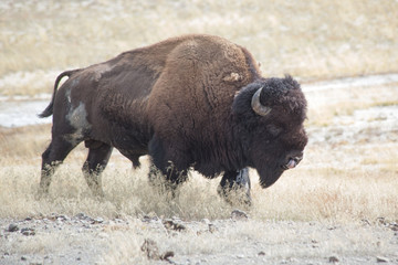 Buffalo outdoors in the grass