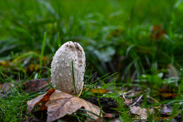 Obraz premium Champignons
