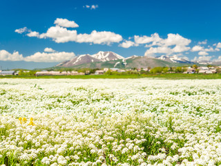 Fototapeta premium Beautiful white wildflowers are blooming in the meadow on a sunny day