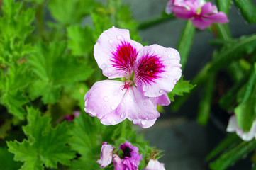 geranium with rain droplets above