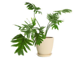 Fototapeta na wymiar Pot with Philodendron selloum plant isolated on white. Home decor