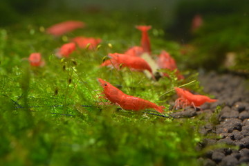 Red Cherry Shrimp Aquarium Shrimp