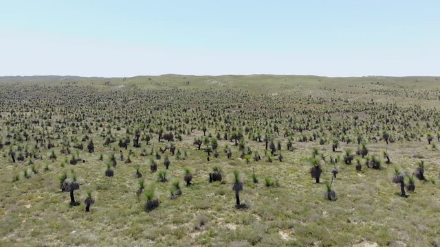Field of Australian balga trees. Slow aerial pan, copyspace